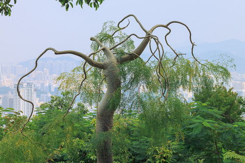 蜴蜥吃不吃蜘蛛
