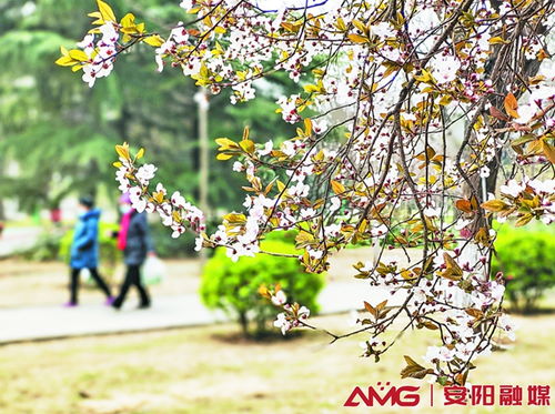 春花开,秋叶落,繁华过后留残香，春花开了秋月清,冬阳落了夏虫鸣