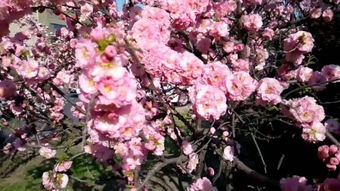 春天开的花有哪些(花名)