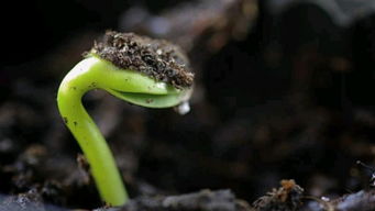 茁组词有哪些的