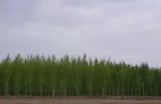三北防护林是哪三北
