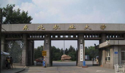 东北农业大学在哪个城市