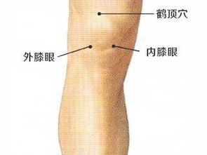 鹤顶的准确位置图视频