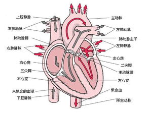 心房纤颤怎么治疗，心房颤动的三大特征