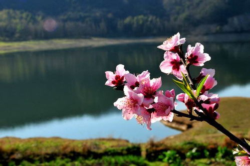 “数声风笛离亭晚,君向萧湘我向秦”出自哪?