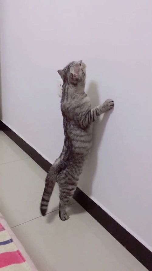 昂昂溪站，昂昂溪天气