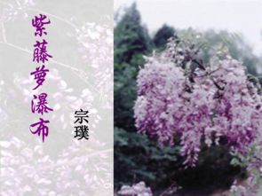 七年级上册语文《紫藤萝瀑布》课件