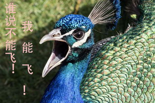 孔雀会飞吗