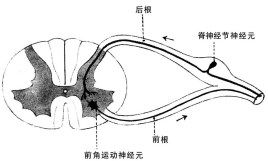 脊髓读音是什么