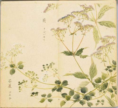 涉江采芙蓉兰泽多芳草翻译