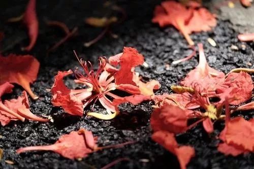 《落花之美》(徐迈)
