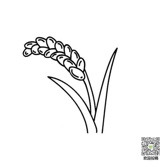 稻子简笔画图片大全大图，稻子简笔画儿童画