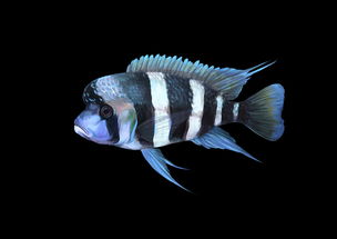 FIsH是什么意思?