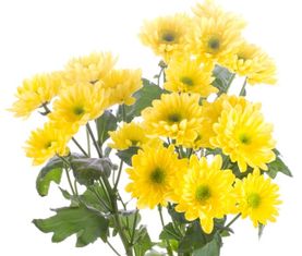 菊花英文怎么说，菊花英文名缩写