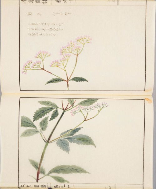 兰泽多芳草的芳草什么意思，兰泽多芳草出自哪首诗
