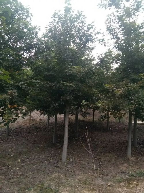 枫香脂，枫香什么科