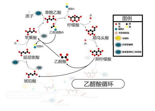 乙醛酸循环的酶在什么地方合成