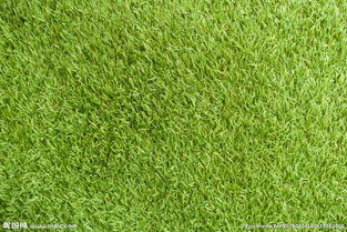 草地名词解释