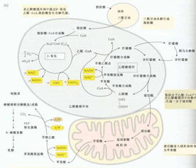 乙醛酸循环的生理意义，乙醛酸循环反应式