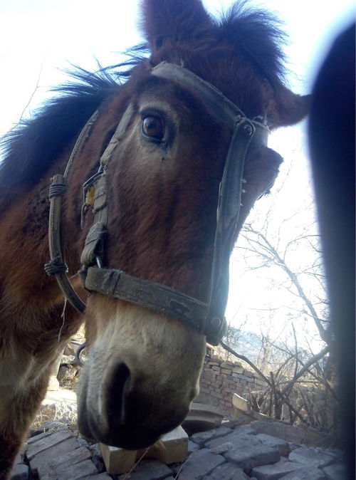 马骡和驴骡哪个更猛些，马骡子驴骡子区别