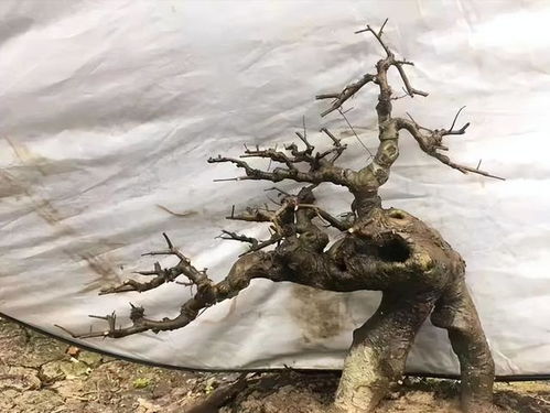 蓄养的读音，蓄养牲畜