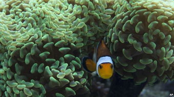 biologists estimate that as many as，biologists have long debated