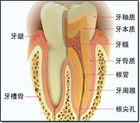 牙根发炎怎么治，牙根有缝隙能补吗