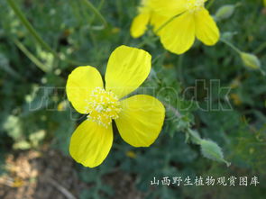 请问这种小花儿叫啥名字啊??