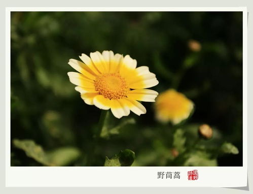杏花的拼音，野花的拼音怎么写的拼