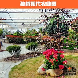 孙桥现代农业园好玩吗，孙桥现代农业园区如何乘车地铁