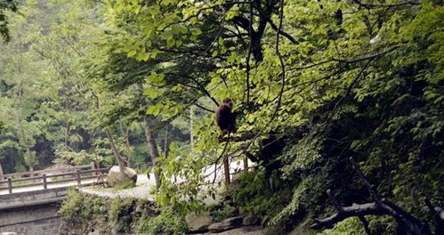 青川天气预报24小时查询，青川天气预报7一15天查询