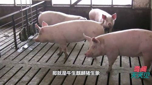 古代有“牛生麒麟猪生象”之说,到底是怎么一回事?