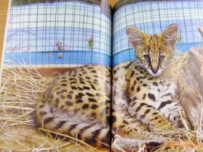 什么是艹数猫