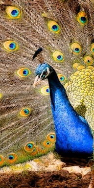 peacock怎么读，peacock怎么读英语