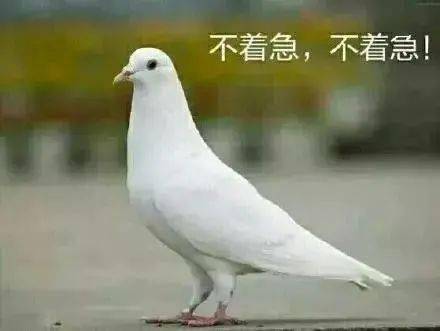 放鸽子英文flake，放鸽子英文dump
