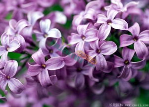 丁香花是什么花?
