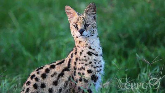 serval怎么读，serval wildlife酒店
