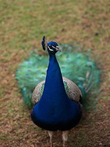 peacock怎么读