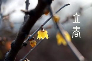 杨柳阴阴细雨晴是什么意思，杨柳阴阴细雨晴残花落尽见流莺是春天哪个阶段