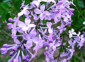 紫丁香花语和寓意，紫丁香花期