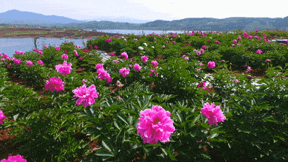 百花争艳的意思