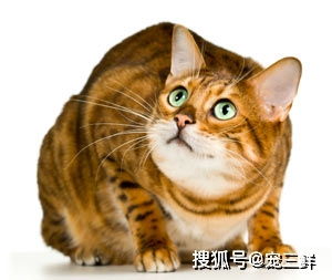 豢养是什么意思