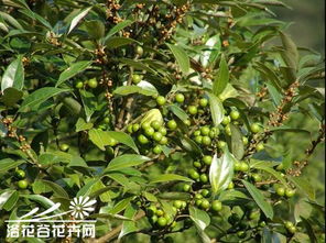 香叶树苗，香叶树长什么样