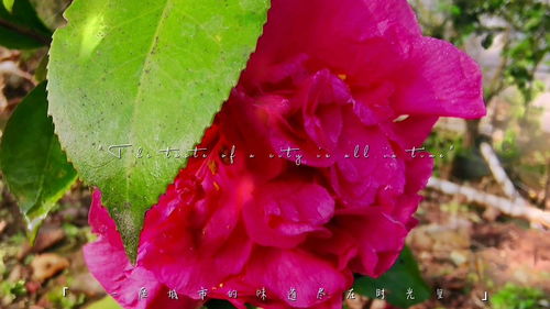 花开花谢花满天是你忽隐又忽现，花开花谢花满天全诗