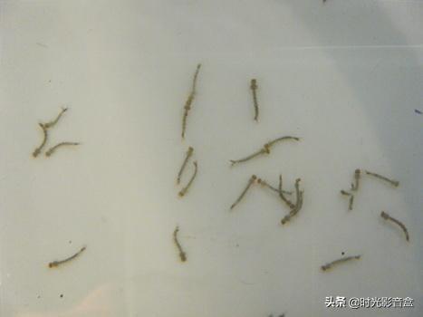 通常用“孑孓”比喻什么?什么叫“孑孓一身”?