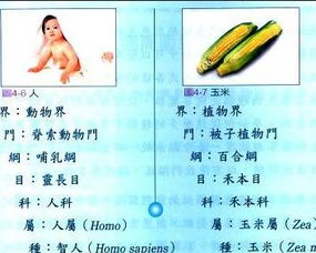 界门纲目科属种英文是什么?