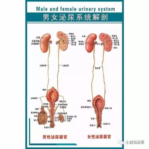 软下疳图片，软下疳和硬下疳区别图
