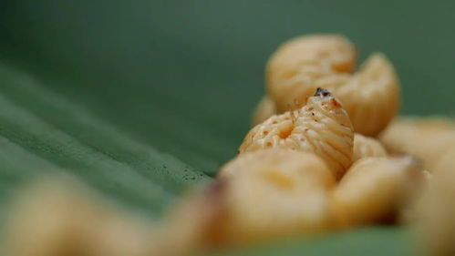 蜷伏的读音和意思解释，蜷伏的拼