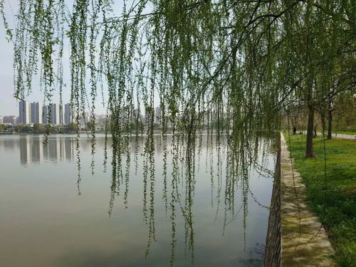 杨柳依依的上一句，杨柳依依江水平,忽闻江上踏歌声,沁人心脾醉人心!