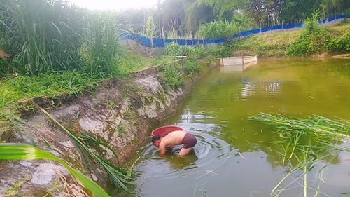我的池塘没有鱼什么梗